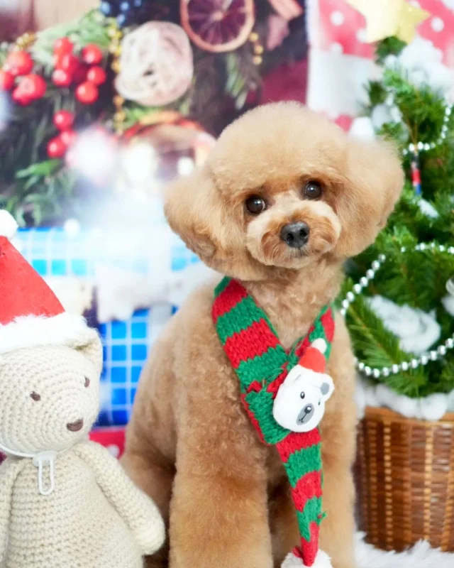 また来年も一緒におやつ食べようね🥰

#アンドモジョ #andMOJO #トリマー #練馬区トリミング #石神井トリミング #石神井公園トリミング #大泉トリミング #大泉学園 #石神井公園 #石神井 #トリミング #トリミングサロン #ドッグサロン #小型犬 #dogstagram #dogsofinstagram #トリマー #groom #いぬのいる暮らし #といぷーどる #mix犬 #멍스타그램 #개스타그램 #いぬすたぐらむ #doggrooming #댕댕이　#toypoodle #プードル #トイプードル #dog #doglover