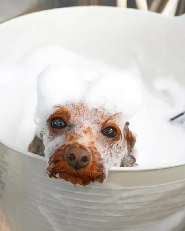 今日から光マイクロバブルが全てのコースに加わります🛁💖
アワアワに包まれに来てください🫧♡🫧♡🫧♡

#アンドモジョ #andMOJO #トリマー #練馬区トリミング #石神井トリミング #石神井公園トリミング #大泉トリミング #大泉学園 #石神井公園 #石神井 #トリミング #トリミングサロン #ドッグサロン #dogstagram #dogsofinstagram #groom #いぬのいる暮らし #といぷーどる #温浴 #멍스타그램 #개스타그램 #いぬすたぐらむ #doggrooming #댕댕이　#toypoodle #トイプードル #dog #doglover
#foamy
#光マイクロバブル