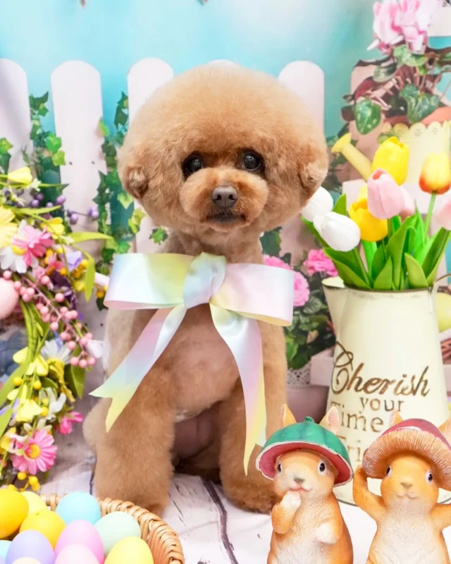 今月はイースター🐣🩵🧡💙💜💛🩷💚

#アンドモジョ #andMOJO #トリマー #練馬区トリミング #石神井トリミング #石神井公園トリミング #大泉トリミング #大泉学園 #石神井公園 #石神井 #トリミング #トリミングサロン #ドッグサロン #小型犬 #dogstagram #dogsofinstagram #トリマー  #いぬのいる暮らし #といぷーどる #トリミングday #멍스타그램 #개스타그램 #いぬすたぐらむ #doggrooming #댕댕이　#toypoodle #プードルカット #トイプードル #dog #doglover #かわいいだけじゃだめですか