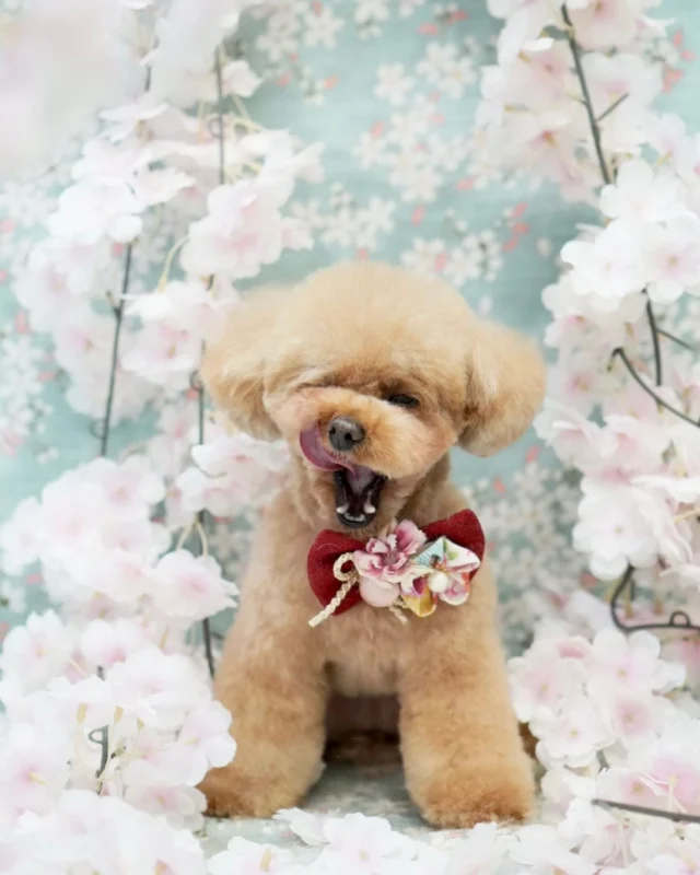 4月投稿するの忘れちゃってた〜💦
4月は桜でした🌸

ピノちゃんのこのお顔可愛い〜♡
わかるよ、わかる
あったかくなってきてポカポカであくびとまらなくなっちゃうよね🥱

#アンドモジョ #andMOJO #トリマー #練馬区トリミング #石神井トリミング #石神井公園トリミング #大泉トリミング #大泉学園 #石神井公園 #石神井 #トリミング #トリミングサロン #ドッグサロン #さくら #dogstagram #dogsofinstagram #トリマー  #いぬのいる暮らし #といぷーどる #トリミングday #멍스타그램 #개스타그램 #いぬすたぐらむ #doggrooming #댕댕이　#toypoodle #プードルカット #トイプードル #dog #doglover #かわいいだけじゃだめですか