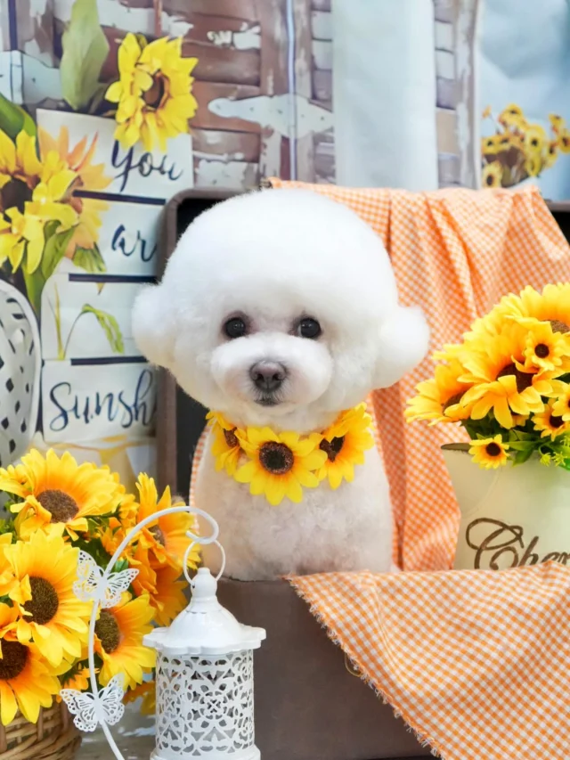 8月のブース🌻
みんなひまわり似合ってて可愛かった♡

インスタ全然更新してなくてもうすぐ今年が終わっちゃうって知って焦ってます😭😭

#アンドモジョ #andMOJO #トリマー #練馬区トリミング #石神井トリミング #石神井公園トリミング #大泉トリミング #大泉学園 #石神井公園 #石神井 #トリミング #トリミングサロン #ドッグサロン #向日葵 #dogstagram #dogsofinstagram #トリマー  #テディベアカット #びしょんふりーぜ #トリミングday #멍스타그램 #개스타그램 #いぬすたぐらむ #doggrooming #댕댕이　#bichonfrise #ビションカット #ビジョンフリーゼ #dog #doglover #ひまわり