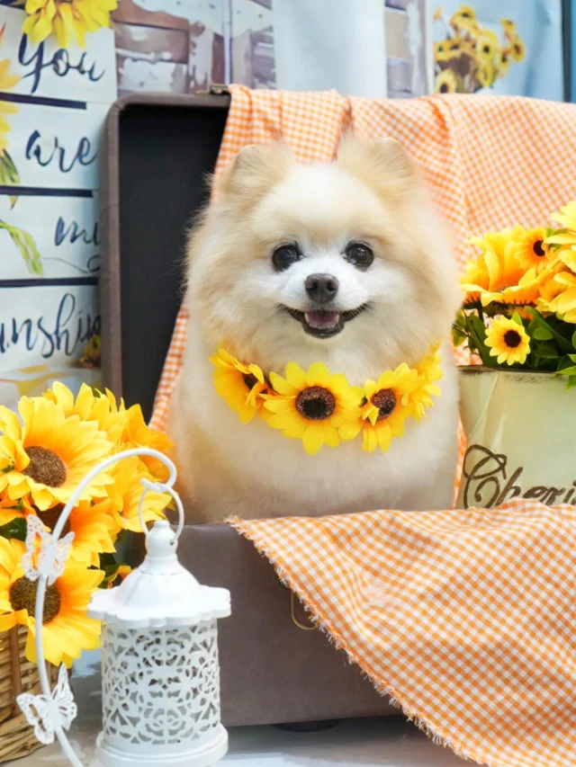 🌻🌻🌻

#アンドモジョ #andMOJO #トリマー #練馬区トリミング #石神井トリミング #石神井公園トリミング #大泉トリミング #大泉学園 #石神井公園 #石神井 #トリミング #トリミングサロン #ドッグサロン #向日葵 #dogstagram #dogsofinstagram #トリマー  #柴カット #ぽめらにあん #トリミングday #멍스타그램 #개스타그램 #いぬすたぐらむ #doggrooming #댕댕이　#pomeranian #ポメラニアンカット #ポメラニアン #dog #doglover #ひまわり