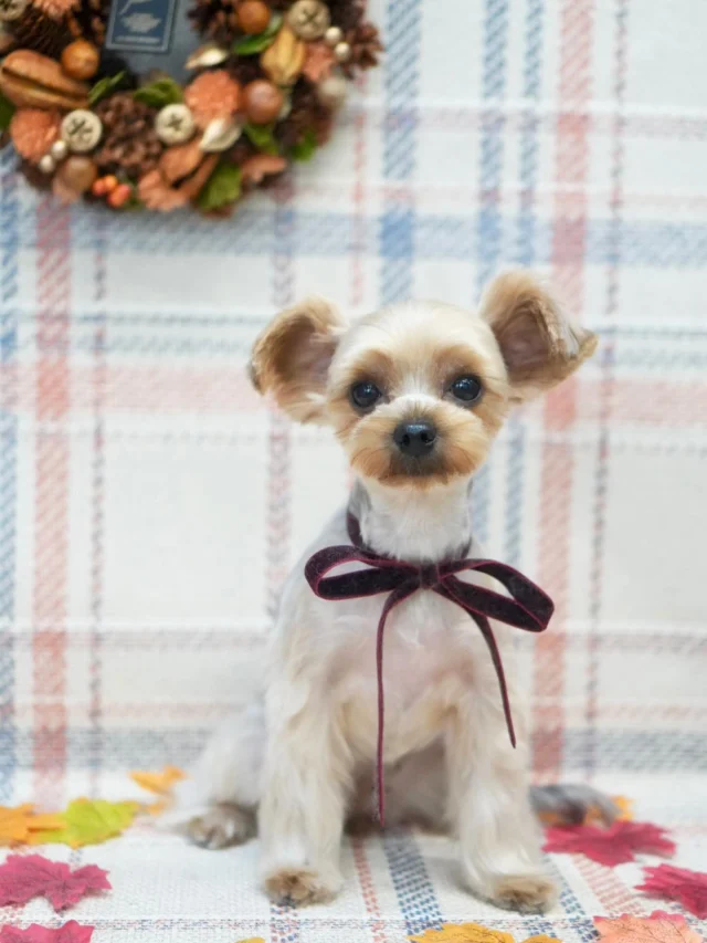 🍁

私はこのくらいシンプルなブースの方が好みなんだけど、もっと賑やかなブースの方が人気な気がする....🤔

#アンドモジョ #andMOJO #トリマー #練馬区トリミング #石神井トリミング #石神井公園トリミング #大泉トリミング #大泉学園 #石神井公園 #石神井 #トリミング #トリミングサロン #ドッグサロン #紫陽花 #dogstagram #dogsofinstagram #トリマー  #テディベアカット #ヨークシャーテリア #トリミングday #멍스타그램 #개스타그램 #いぬすたぐらむ #doggrooming #댕댕이　#yorkie #ヨーキーカット #ヨーキー #dog #doglover #秋