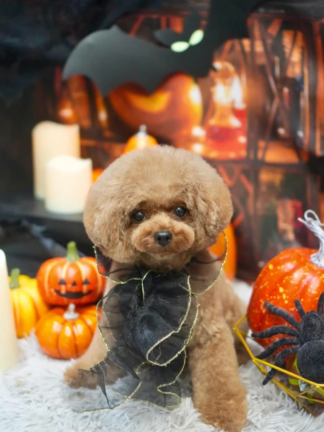 🎃

お久しぶりに目がぱちっとあいてます笑

#アンドモジョ #andMOJO #トリマー #練馬区トリミング #石神井トリミング #石神井公園トリミング #大泉トリミング #大泉学園 #石神井公園 #石神井 #トリミング #トリミングサロン #ドッグサロン #haloween #dogstagram #dogsofinstagram #トリマー  #テディベアカット #といぷーどる #トリミングday #멍스타그램 #개스타그램 #いぬすたぐらむ #doggrooming #댕댕이　#toypoodle #プードルカット #トイプードル #dog #doglover #ハロウィン