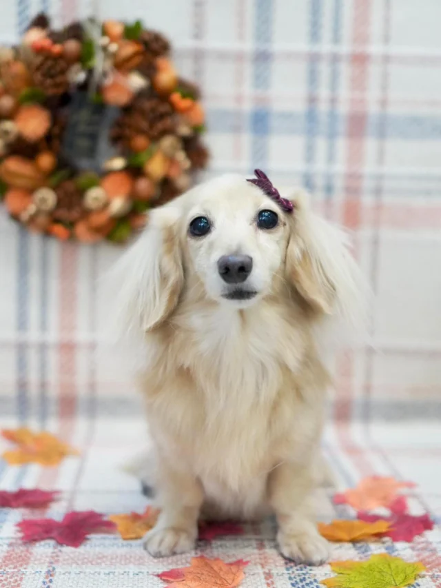 🍁🎀

#アンドモジョ #andMOJO #トリマー #練馬区トリミング #石神井トリミング #石神井公園トリミング #大泉トリミング #大泉学園 #石神井公園 #石神井 #トリミング #トリミングサロン #ドッグサロン #もみじ #dogstagram #dogsofinstagram #トリマー  #カニンヘンダックス #といぷーどる #トリミングday #멍스타그램 #개스타그램 #いぬすたぐらむ #doggrooming #댕댕이　#dachshund #ミニチュアダックス #ダックスフンド #dog #doglover #紅葉