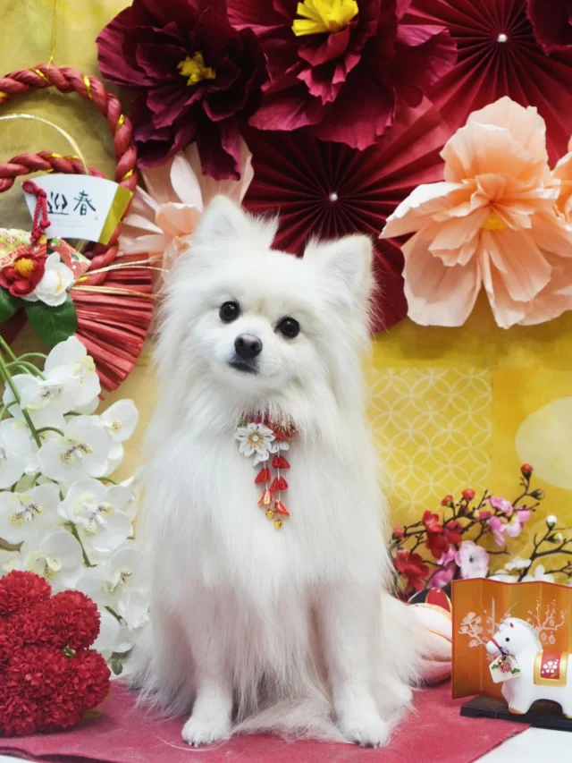 🐴🎍
今月は一足お先にお正月ブースです✨
去年お正月の写真を年賀状に使いたいとご希望をいただきましたので、11月はお正月ブースにしようと決めていました☺️🎀
ぜひ年賀状に使ってください♡

#アンドモジョ #andMOJO #トリマー #練馬区トリミング #石神井トリミング #石神井公園トリミング #大泉トリミング #大泉学園 #石神井公園 #石神井 #トリミング #トリミングサロン #ドッグサロン #紫陽花 #dogstagram #dogsofinstagram #トリマー  #午年 #ぽめらにあん #トリミングday #멍스타그램 #개스타그램 #いぬすたぐらむ #doggrooming #댕댕이　#pomeranian #2026 #ポメラニアン #dog #doglover #お正月