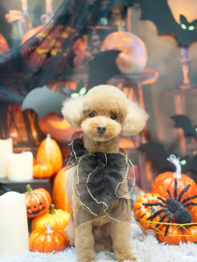 🎃🦇

#アンドモジョ #andMOJO #トリマー #練馬区トリミング #石神井トリミング #石神井公園トリミング #大泉トリミング #大泉学園 #石神井公園 #石神井 #トリミング #トリミングサロン #ドッグサロン #haloween #dogstagram #dogsofinstagram #トリマー  #テディベアカット #といぷーどる #トリミングday #멍스타그램 #개스타그램 #いぬすたぐらむ #doggrooming #댕댕이　#toypoodle #プードルカット #トイプードル #dog #doglover #🎃