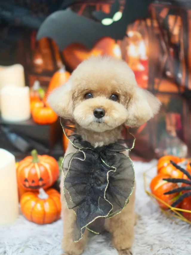 🎃
10月はハロウィン🎃👻🧟

#アンドモジョ #andMOJO #トリマー #練馬区トリミング #石神井トリミング #石神井公園トリミング #大泉トリミング #大泉学園 #石神井公園 #石神井 #トリミング #トリミングサロン #ドッグサロン #haloween #dogstagram #dogsofinstagram #トリマー  #テディベアカット #といぷーどる #トリミングday #멍스타그램 #개스타그램 #いぬすたぐらむ #doggrooming #댕댕이　#toypoodle #プードルカット #トイプードル #dog #doglover #ハロウィン