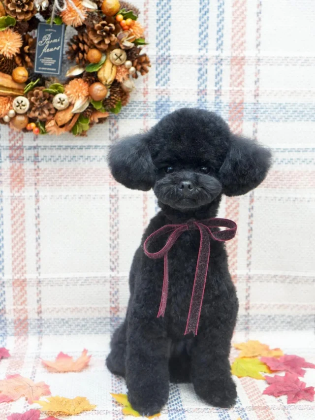 🍂
9月のブース🍁

黒い子って写真難しすぎっ😇
最近お写真撮る時止まれるようになったね✌️

#アンドモジョ #andMOJO #トリマー #練馬区トリミング #石神井トリミング #石神井公園トリミング #大泉トリミング #大泉学園 #石神井公園 #石神井 #トリミング #トリミングサロン #ドッグサロン #紅葉 #dogstagram #dogsofinstagram #トリマー  #テディベアカット #といぷーどる #トリミングday #멍스타그램 #개스타그램 #いぬすたぐらむ #doggrooming #댕댕이　#toypoodle #プードルカット #トイプードル #dog #doglover #もみじ