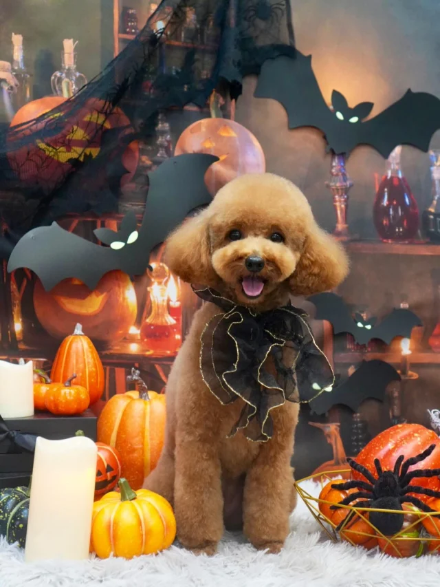 🎃🦇🕯️

#アンドモジョ #andMOJO #トリマー #練馬区トリミング #石神井トリミング #石神井公園トリミング #大泉トリミング #大泉学園 #石神井公園 #石神井 #トリミング #トリミングサロン #ドッグサロン #haloween #dogstagram #dogsofinstagram #トリマー  #テディベアカット #といぷーどる #トリミングday #멍스타그램 #개스타그램 #いぬすたぐらむ #doggrooming #댕댕이　#toypoodle #プードルカット #トイプードル #dog #doglover #🦇