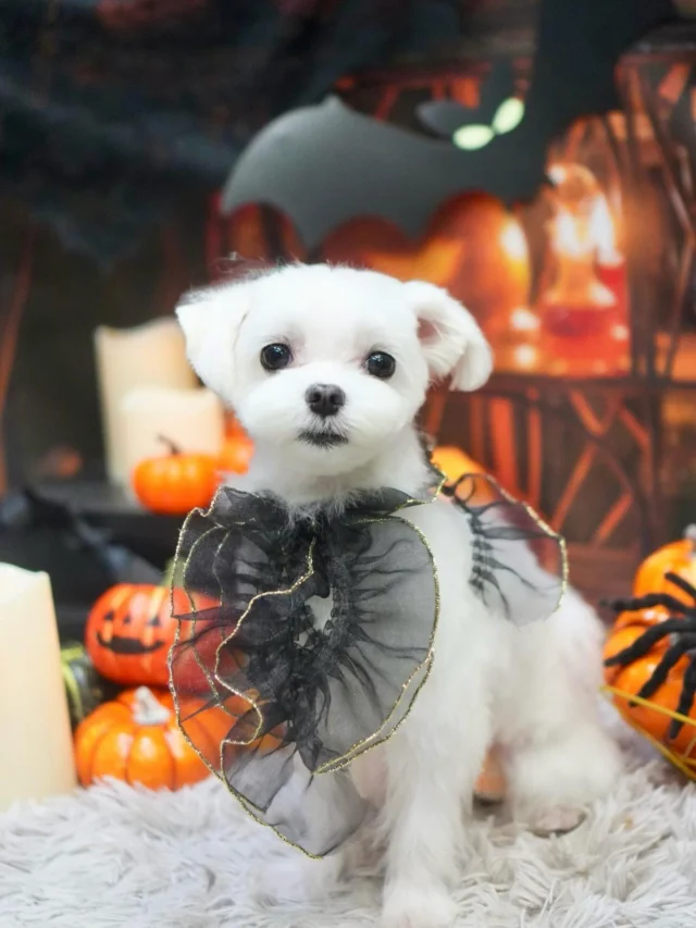 🎃

こちらはお久しぶりにお耳が見えております🤣

#アンドモジョ #andMOJO #トリマー #練馬区トリミング #石神井トリミング #石神井公園トリミング #大泉トリミング #大泉学園 #石神井公園 #石神井 #トリミング #トリミングサロン #ドッグサロン #haloween #dogstagram #dogsofinstagram #トリマー  #テディベアカット #まるちーず #トリミングday #멍스타그램 #개스타그램 #いぬすたぐらむ #doggrooming #댕댕이　#maltese #マルチーズカット #マルチーズ #dog #doglover #🎃