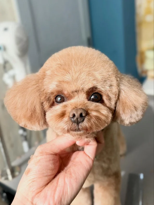 やりたいことはたくさんなのに、目の前のやらなきゃいけない事が多すぎて現実逃避中....😇😇

#アンドモジョ #andMOJO #トリマー #練馬区トリミング #石神井トリミング #石神井公園トリミング #大泉トリミング #大泉学園 #石神井公園 #石神井 #トリミング #トリミングサロン #ドッグサロン #dogstylist #dogstagram #dogsofinstagram #トリマー  #テディベアカット #といぷーどる #トリミングday #멍스타그램 #개스타그램 #いぬすたぐらむ #doggrooming #댕댕이　#toypoodle #プードルカット #トイプードル #dog #doglover #🐶